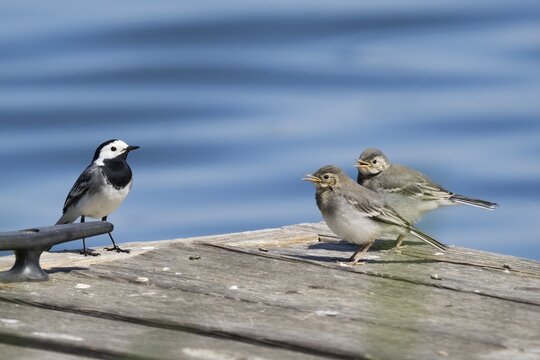 White wagtail (Motacilla alba), adult bird with begging young birds, Hesse, Germany