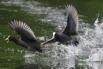 Fighting common coots (Fulica atra) in the water, territorial defence, Hesse, Germany