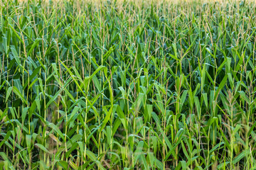 Obraz premium piante di mais alte e mature in un campo, in estate
