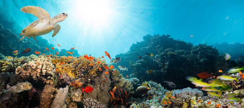 Underwater Tropical Corals Reef with Colorful Sea Fish . Marine Life Sea World . Tropical Colourfull Underwater Seascape
