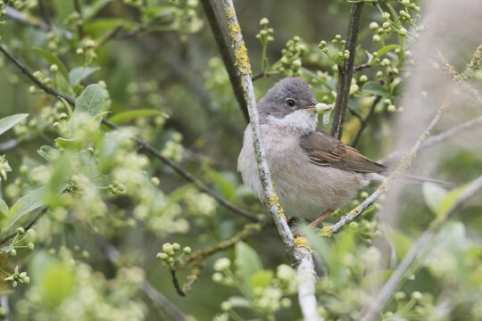 Common whitethroat (Sylvia communis), Emsland, Lower Saxony, Germany