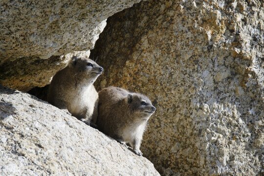 Hyraxes (Procavia capensis) on rocks, Boulder's Beach, Cape Town, South Africa