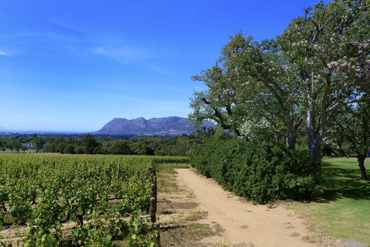 Vineyard, Groot Constantia Wine Estate, Cape Town, South Africa