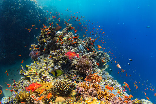 Underwater Tropical Corals Reef with Colorful Sea Fish . Marine Life Sea World . Tropical Colourfull Underwater Seascape
