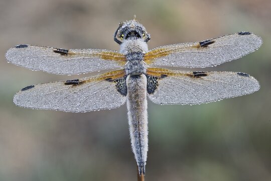 Four-spotted chaser (Libellula quadrimaculata), Emsland, Lower Saxony, Germany