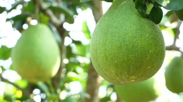 Extreme close-up of a fresh green pomelo with water droplets in a sunny Vietnam orchard.
