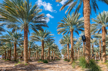 Plantation of date palms. Healthy food and sustainable industrial agriculture production. Date palm is ancient plant and famous food crop in the Middle East and North Africa with history for 5000 year