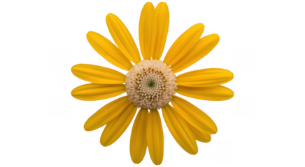 Yellow daisy flower petals bright isolated on a transparent background