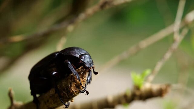 Female rhinoceros beetles, Hornless Female rhinoceros beetles Insects sitting on a branch, close-up, macro