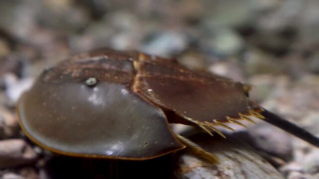Detailed close-up of a horseshoe crab moving across the seabed in an aquarium setting. The ancient marine arthropod shows its dome-shaped carapace and legs on a rocky underwater floor.