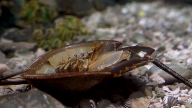Detailed close-up of a horseshoe crab flipped upside down on a rocky aquarium seabed. Clear view of its multiple legs and underside shell anatomy. Professional marine biology and ocean wildlife
