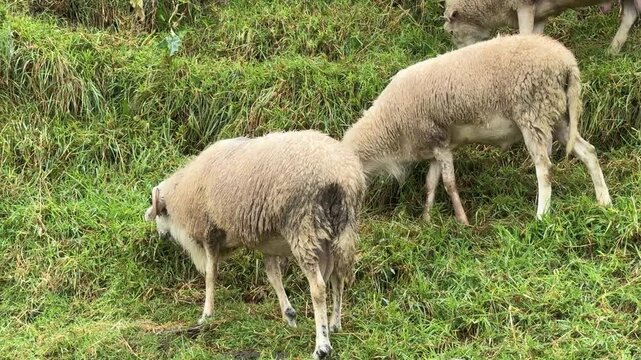 Male ram nudging ewe during mating season on grassy hillside