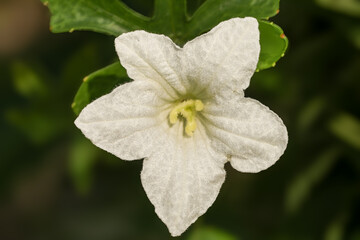 Obraz premium Macro Close-up of White Ivy Gourd Flower with Textured Petals