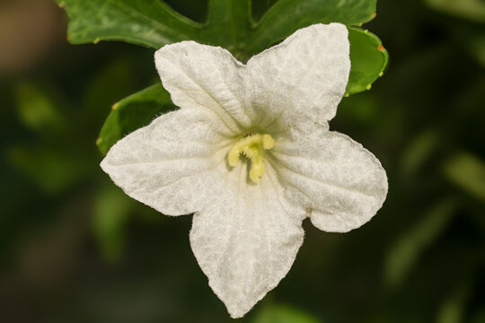 Macro Close-up of White Ivy Gourd Flower with Textured Petals