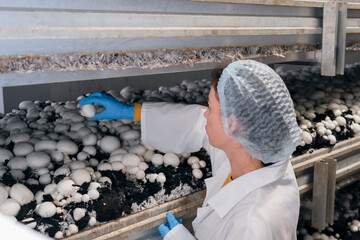 Girl worker wearing blue gloves inspects and selects samples of ripe button mushrooms from shelves at an industrial farm specializing in large scale mushroom cultivation.