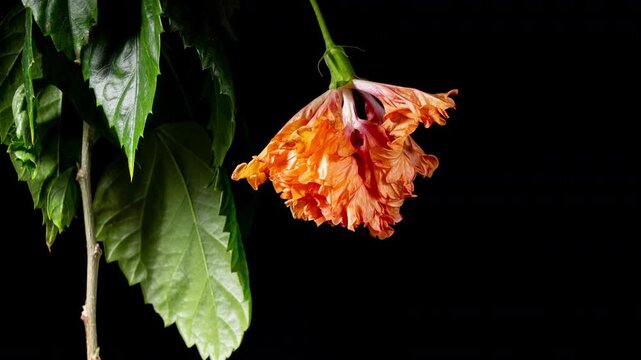 Orange Hibiscus El Capitolio Tequila Sunrise Opens Big Flower in Time Lapse and Wilting Fast. Blooming Red Plant on a Black Background
