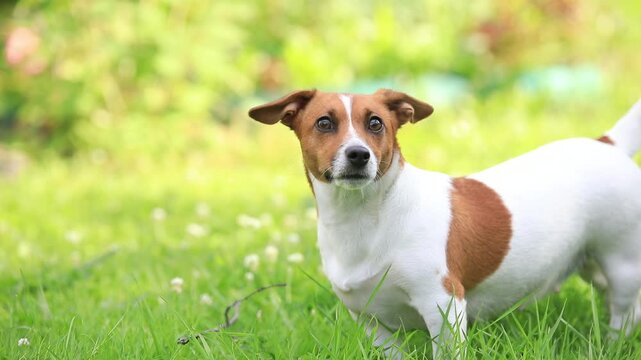 Jack russell terrier dog enjoy resting on a green grass having fun on country yard.