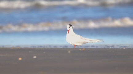 Obraz premium TrintaReisBicoVermelho