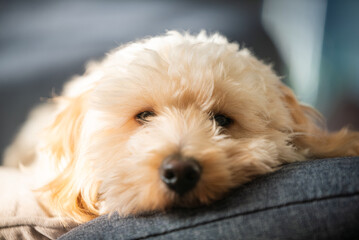 Close Up of a Fluffy Maltipoo Puppy Face Resting on a Couch Looking Towards the Camera in a Bright Sunlit Room