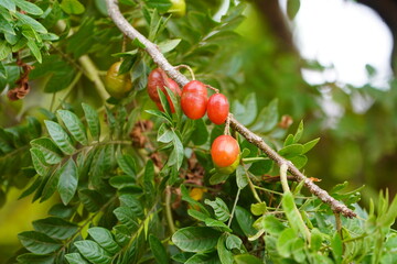 Spondias purpurea is a species in flowering plant in the cashew family, Anacardiaceae, that is...
