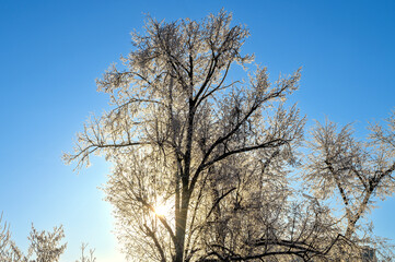 Fototapeta premium Treetops covered with snow against a blue sky. Frost covered tree branches on a cold winter morning