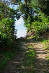 夏の光が溢れるアニメ風の田舎道、緑に囲まれた神秘的な小道（背景素材・ノスタルジー）