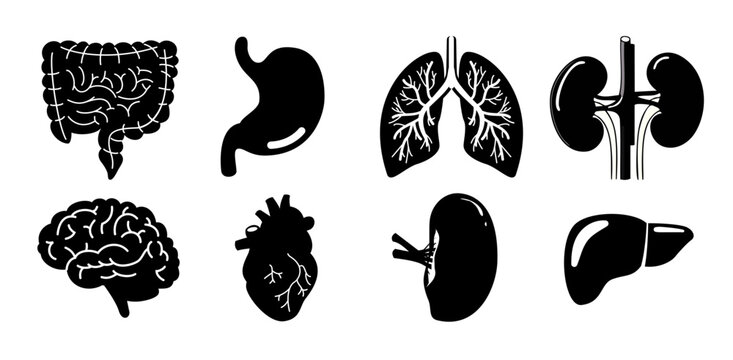 Human internal organs cartoon illustration set, anatomy and healthcare flat vector icons for education and medical use.