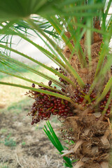 Fototapeta premium Chamaerops branch with fruits as symbol of natural ingredients and eco friendly formula in skincare cosmetics