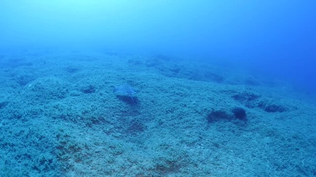 swimming ray fish underwater stingray swim on sand relaxing ocean scenery of animal