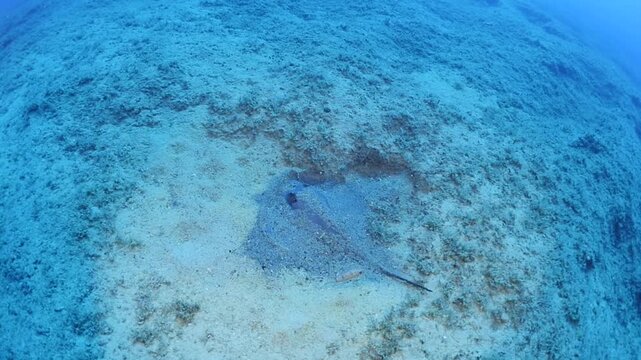 swimming ray fish underwater stingray swim on sand relaxing ocean scenery of animal