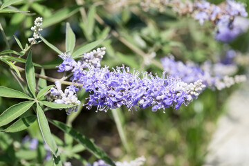 Obraz premium Beautiful Chaste Tree (vitex agnus-castus) flowers.