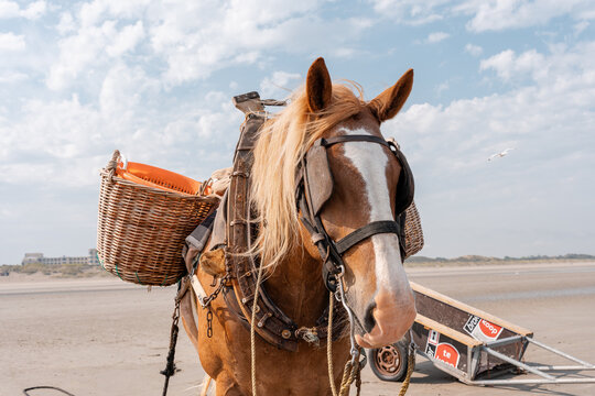 Oostduinkerke Paardevisser, garnaalvisser, kust belgie, unesco werelderfgoed