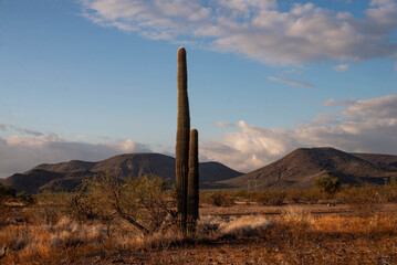 Saguaro in the middle of the desert in Arizona