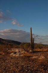 Saguaro in the middle of the desert in Arizona