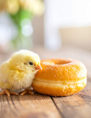 Little chick beside sugar donut
砂糖のドーナツのそばにいるひよこ