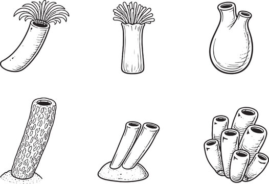 Tubular Marine Life Icons Set Tube Worm Tunicate Sponge Line Art