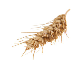Spikelet isolated on white background.