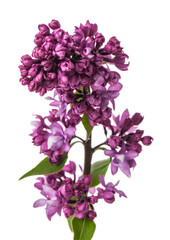 Lilac flowers isolated on white background.