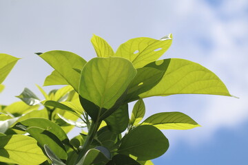 Green young avocado leaf  with sky background