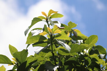 Green young avocado leaf  with sky background