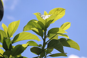 Green young avocado leaf  with sky background