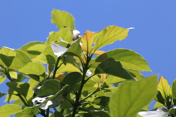 Green young avocado leaf  with sky background