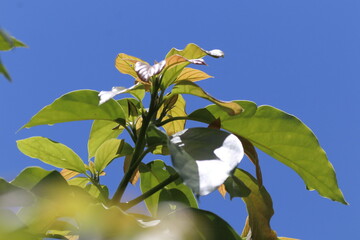 Green young avocado leaf  with sky background