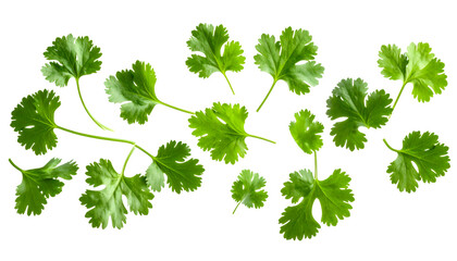 Fresh Cilantro Leaves: An aerial composition features fresh, vibrant cilantro leaves gracefully scattered, highlighting the plant's unique texture and verdant hues.