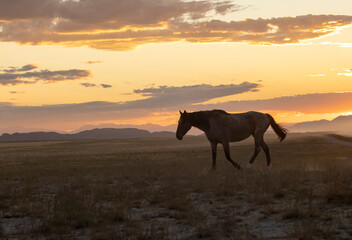 Wild Horse in an Autumn Sunset in the Utah Desert
