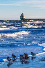 Ente und Seebr&uuml;cke an der Ostseek&uuml;ste bei Zingst auf dem Fischland-Dar&szlig;
