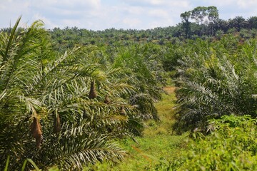 Oil palm plantation agricultural landscape of Sabah region in Borneo island, Malaysia.