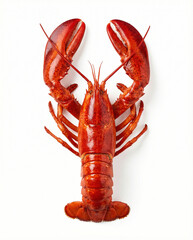 A whole, bright red, cooked lobster is symmetrically displayed from a top-down view, perfectly isolated on a clean white background.