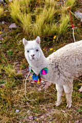 Obraz premium A white llama on Taquile Island in Lake Titicaca, Peru 