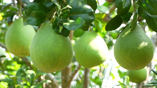 Sharp close-up of two green pomelos with blurred background in a sunny Vietnam orchard.